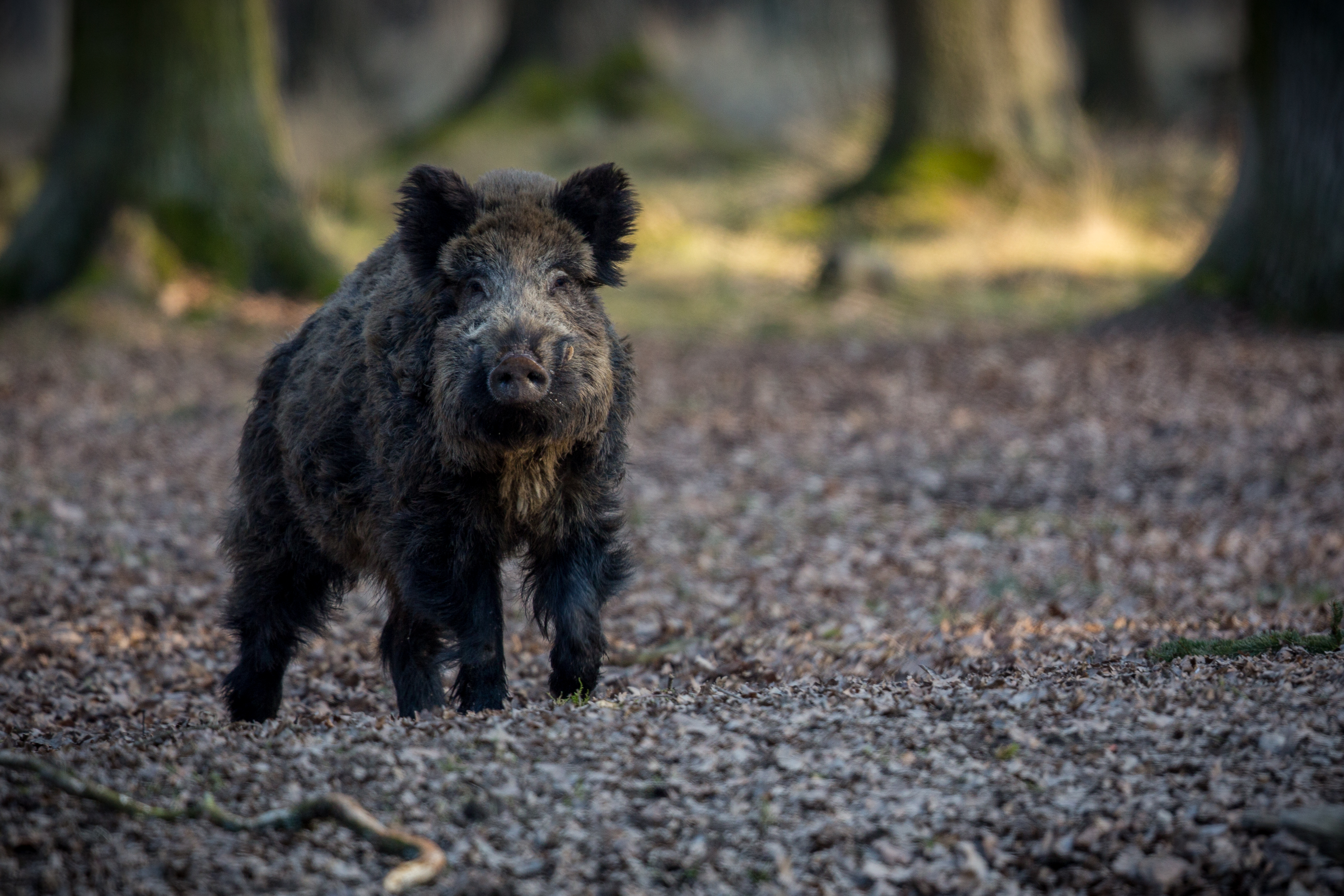 Tierbegegnungen: So verhältst du dich richtig!