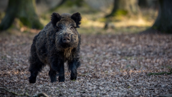 Tierbegegnungen: So verhältst du dich richtig!